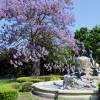 Planta proibida em Portugal-Paulownia