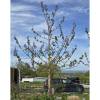 Planta proibida em Portugal-Paulownia