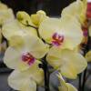 Orquídea borboleta Amarela, Phalaenopsis