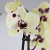 Orqudea borboleta, Phalaenopsis