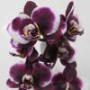 Orqudea borboleta, Phalaenopsis