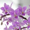 Orqudea borboleta, Phalaenopsis