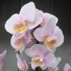 Orqudea borboleta, Phalaenopsis