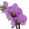 Orqudea borboleta, Phalaenopsis