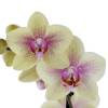 Orqudea borboleta, Phalaenopsis