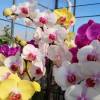 Orqudea borboleta, Phalaenopsis