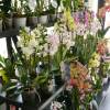 Orqudea borboleta, Phalaenopsis