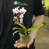 Orquídea borboleta, Phalaenopsis