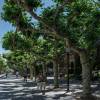 Pl�tano h�brido
