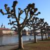 Pl�tano h�brido