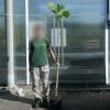 Pl�tano h�brido