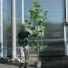 Pl�tano h�brido