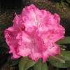Rododendro rosa 'Germania'