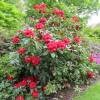 Rododendro rojo 'Markeeta's Prize'
