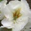 Rododendro branco 'Phyllis Korn'