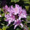 Rododendro roxo