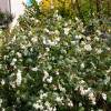 Arbusto de jardim de bagas brancas