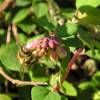 Symphoricarpos chen. Hancock