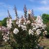 Flor de Merenda branco