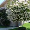 Flor de Merenda branco