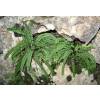 Feto Asplenium trichomanes