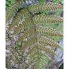 Feto Dryopteris erythrosora