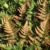 Feto Dryopteris erythrosora