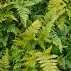 Feto Dryopteris erythrosora