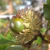 Carvalho da Turquia Trufeiro - Tuber Melanosporum
