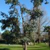 Eucalipto de Gunn