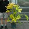Bordo do Jap�o 'Orange Dream'
