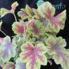 Heuchera 'Golden Zebra'