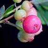 Mirtilo com frutos cor-de-rosa