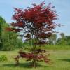 Bordo do Japo 'Atropurpureum'