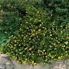 Potentilla Amarelo