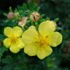 Potentilla Amarelo