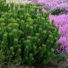 Pinheiro an�o 'pumilio'