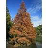 Metasequoia