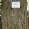 Metasequoia