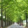 Metasequoia