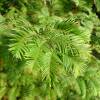 Metasequoia