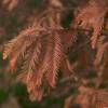 Metasequoia