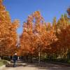 Metasequoia