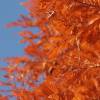 Metasequoia