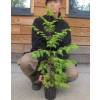 Metasequoia