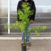 Metasequoia