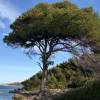 Pinheiro franc�s