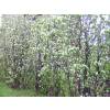 Amelanchier do Canad