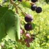 Amelanchier do Canad