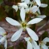 Amelanchier do Canad